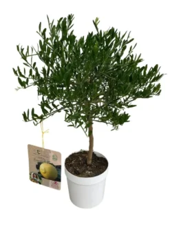 Eremorange 1/4 tige coloris jaune - 5 L
