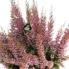Erica Canaliculata - Le pot de 13 cm