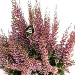 Erica Canaliculata - Le pot de 13 cm