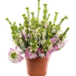 Erica Colorans - Le pot de 1 litre