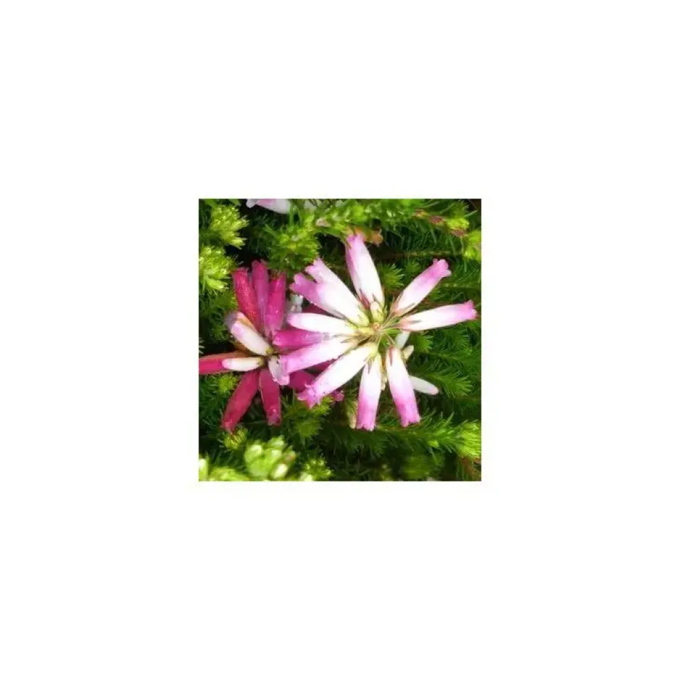 Erica Curviflora - Le pot de 1 litre