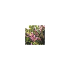 Erica Darleyensis - La jardinière de 40 cm