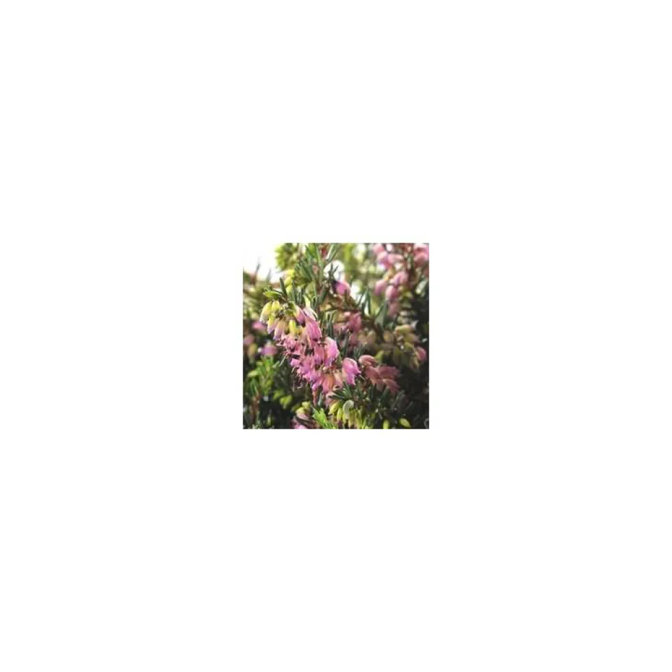 Erica Darleyensis - La jardinière de 40 cm