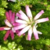 Erica Hyemalis Pot Terre - Le pot de 12 cm
