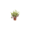 Erica Verticillata - Le pot de 4 litres