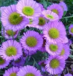 Erigeron Glaucus - Le pot de 2 litres