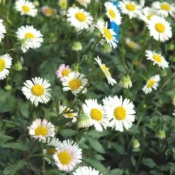 Erigeron - Le pot de 10.5 cm