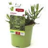 Estragon Bio. Le pot de 1 litre