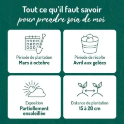 Estragon Bio. Le pot de 1 litre