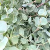 Eucalyptus Azura Carige. Le pot de 4 litres