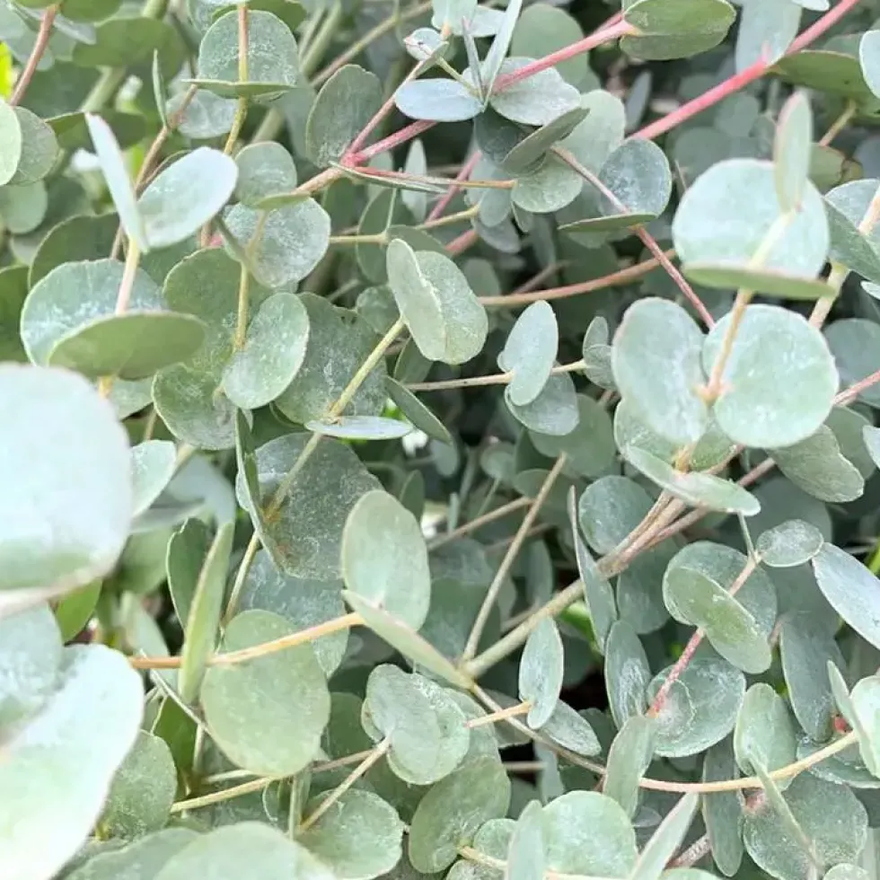 Eucalyptus Azura Carige. Le pot de 4 litres