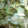Eucalyptus Gunnii - Le pot de 0,5 litre