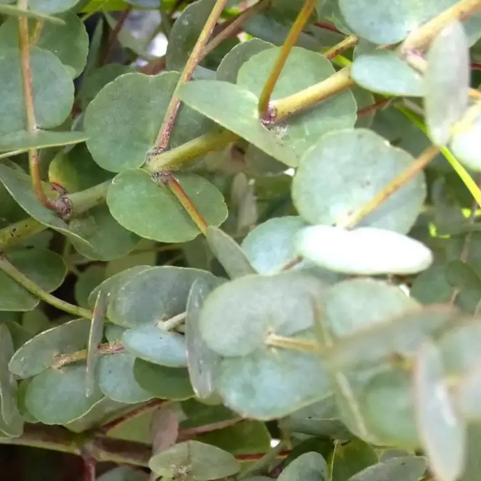 Eucalyptus Gunnii - Le pot de 0,5 litre