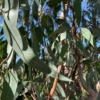 Eucalyptus 80/100. Le pot de 3 litres