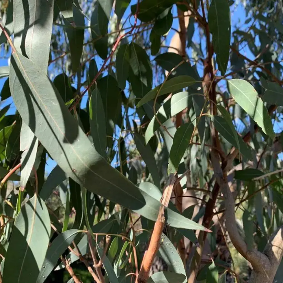 Eucalyptus. Le pot de 20 litres