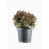 Eugenia Christmas Bush en pot de 9 L vert