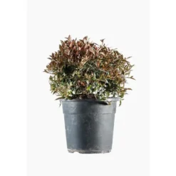 Eugenia Christmas Bush en pot de 9 L vert