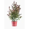 Eugenia Etna Fire (Cerisier de Cayenne)en pot de 9 L rouge