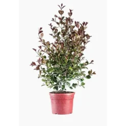 Eugenia Etna Fire (Cerisier de Cayenne)en pot de 9 L rouge