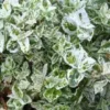 Euonymus Fortunei Harlequin ou Fusain blanc en pot de 2 L