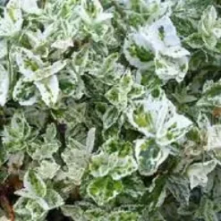 Euonymus Fortunei Harlequin ou Fusain blanc en pot de 2 L