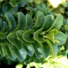 Euonymus Green Spider - Le pot de 1 litre
