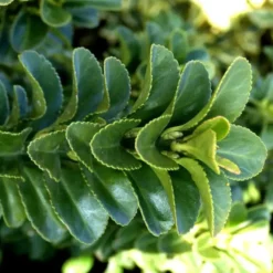 Euonymus Green Spider - Le pot de 1 litre