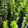 Euonymus Japonicus Benkomoki vert 80/100 en pot de 18 L