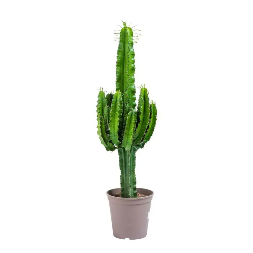 Euphorbe d'Erythrée