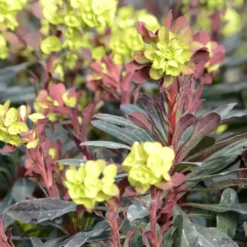 Euphorbe faux-amandier purpurea rouge en pot de 2 L