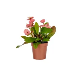 Euphorbe Milii