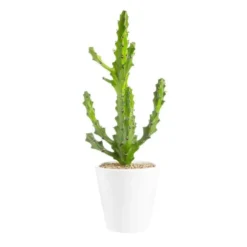 Euphorbia mayuranathanii en pot blanc émaillé H 20 x Ø 20 cm