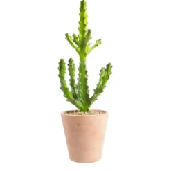 Euphorbia mayuranathanii en pot terre cuite H 20 x Ø 15 cm