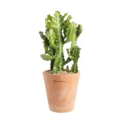 Euphorbia pseudocactus en pot terre cuite H 10 x Ø 15 cm