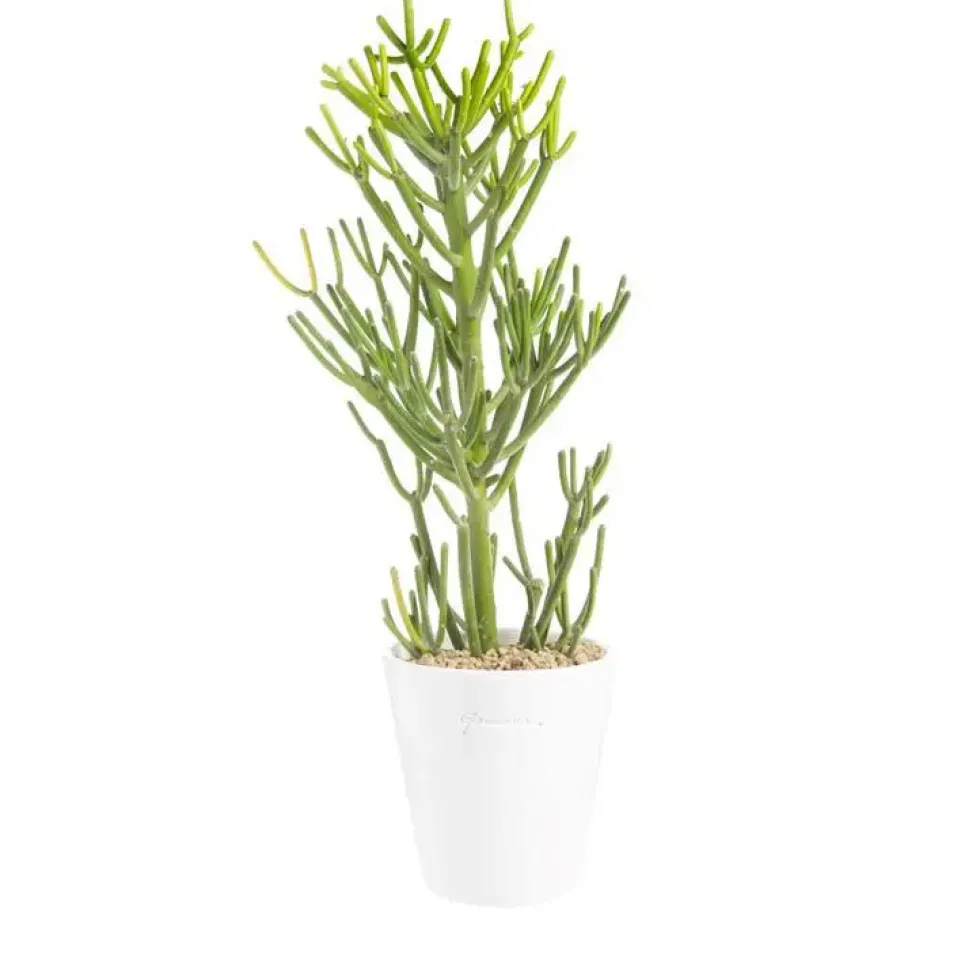 Euphorbia tirucalli en pot blanc émaillé H 20 x Ø 15 cm.