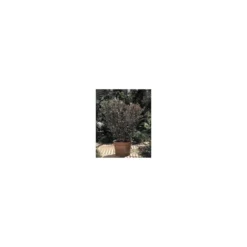 Feijoa Sellowiana – Pot de 10 L
