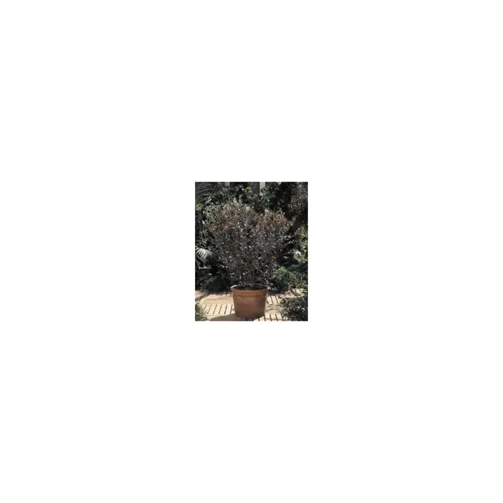 Feijoa Sellowiana – Pot de 10 L