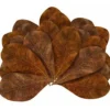 Feuilles de badamier taille M enrichissantes, STOFFELS - pack de 20