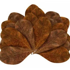 Feuilles de badamier taille M enrichissantes, STOFFELS - pack de 20