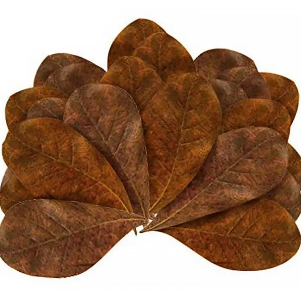 Feuilles de badamier taille M enrichissantes, STOFFELS - pack de 20