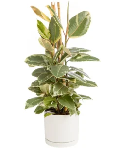 Ficus elastica Tineke vert 3 pieds en pot blanc émaillé botanic®. Le pot Ø 24 cm