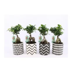 Ficus Ginseng + cache-pot