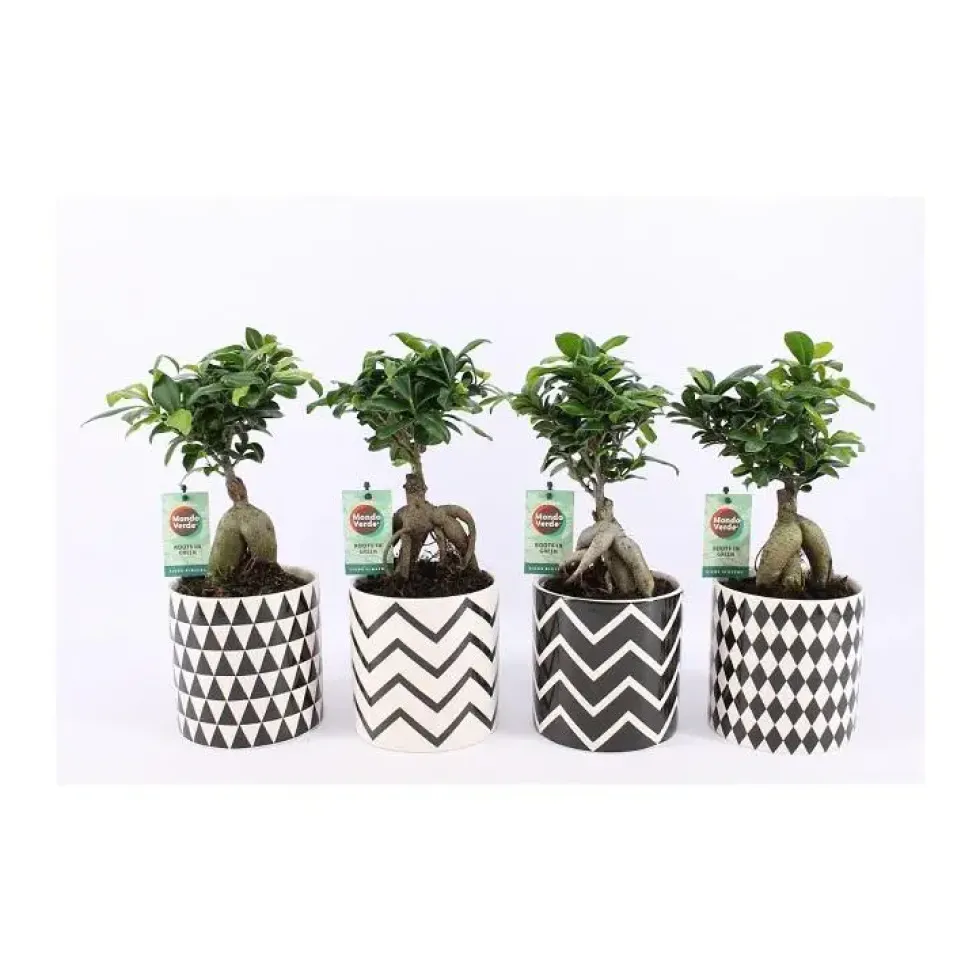 Ficus Ginseng + cache-pot