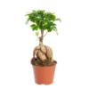 Ficus Microcarpa Ginseng. Le pot Ø 12 cm