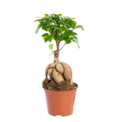 Ficus Microcarpa Ginseng. Le pot Ø 12 cm