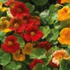 Fleur du potager capucine indicateur pucerons Bio - Le pot de 10.5 cm