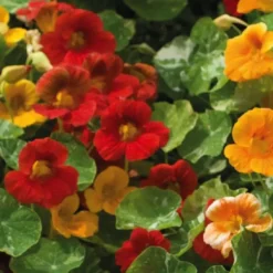 Fleur du potager capucine indicateur pucerons Bio - Le pot de 10.5 cm