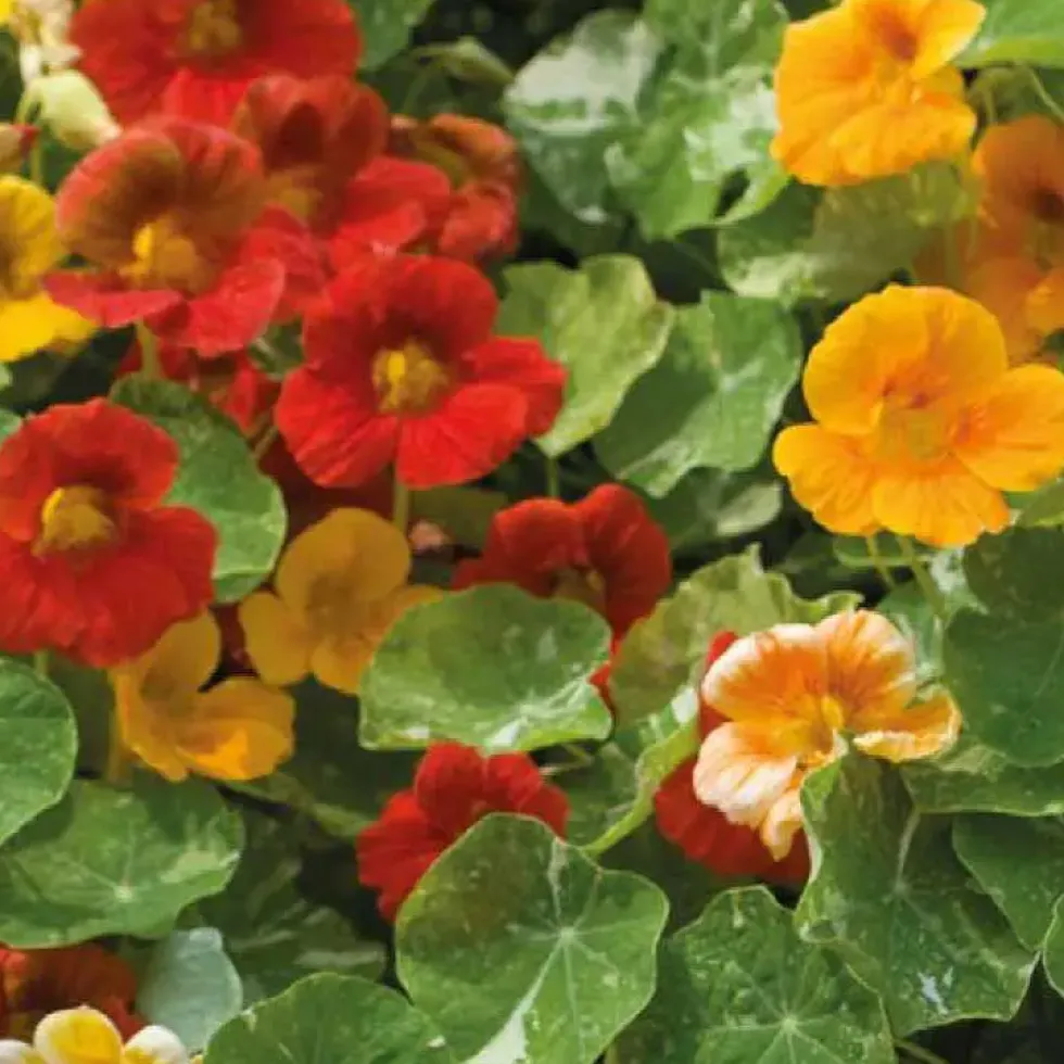 Fleur du potager capucine indicateur pucerons Bio - Le pot de 10.5 cm