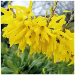 Forsythia jaune nain - Pot de 7L