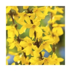 Forsythia jaune - Pot de 7L